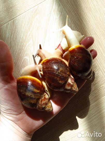 Улитята от архахатины Вентрикозы