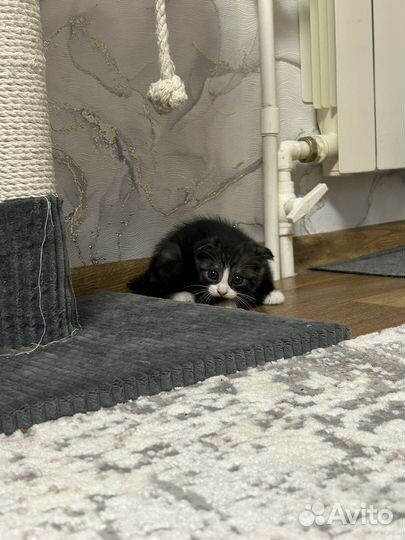 Котенок метис в добрые руки