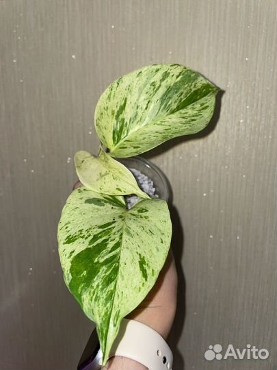 Эпипремнум Марбл квин