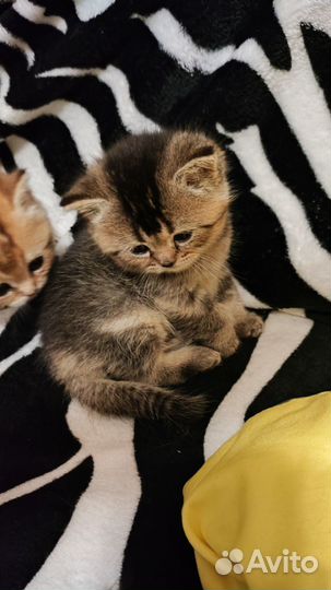 Шотландские котята
