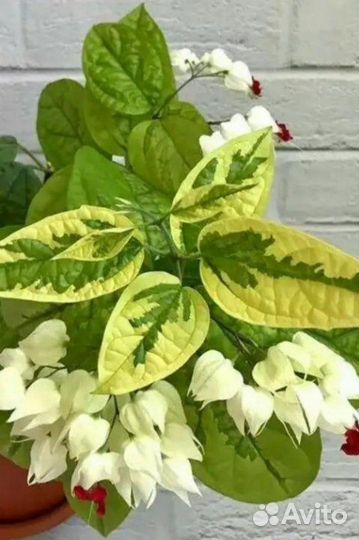 Клеродендрумы