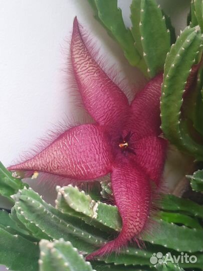 Кактусы и суккуленты Стапелия гигантская