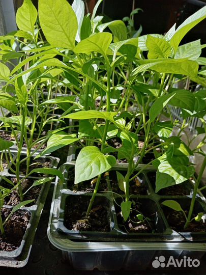 Рассада перца, малина