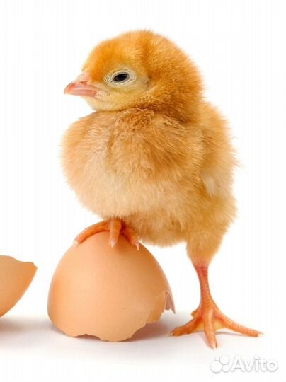Цыплята бройлеры кобб 500