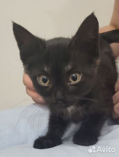 Котенок мальчик 2 месяца