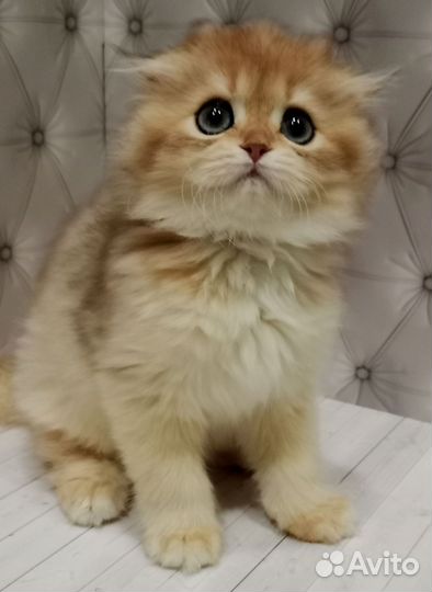 Шотландский мальчик