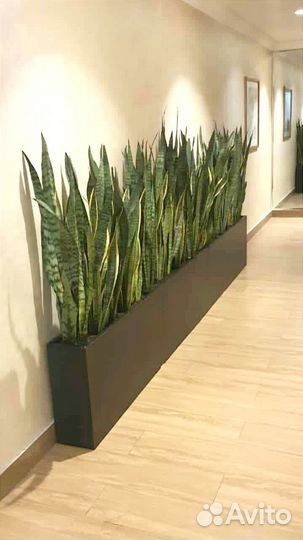 Сансевиерия детки