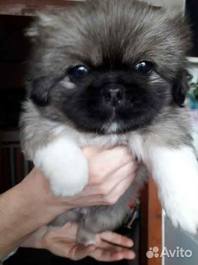 Щенки пикинеса