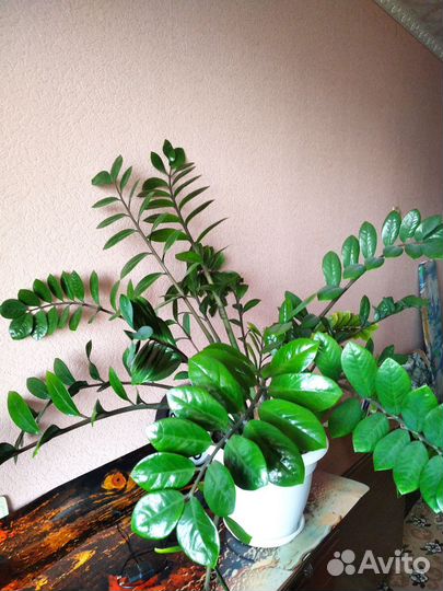 Замиокулкас