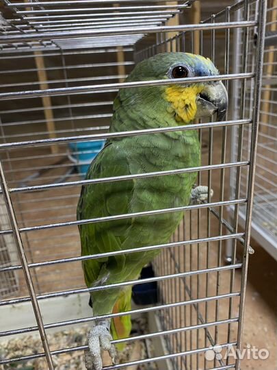 Попугай Амазон