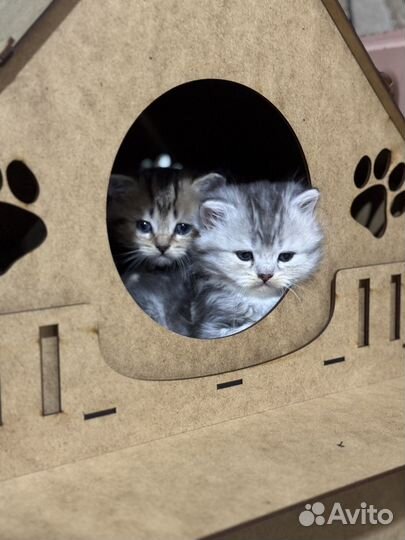 Шотландские вислоухие котята