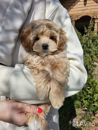 Мальтипу Ф1 мини