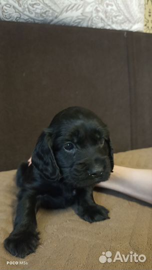 Продам щенка спаниели