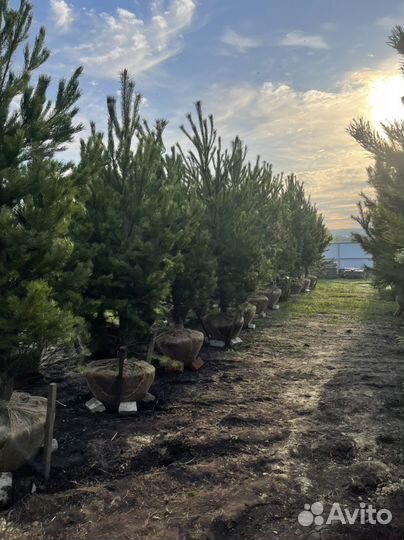 Сосна крупномер