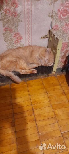 Кошки в добрые руки бесплатно