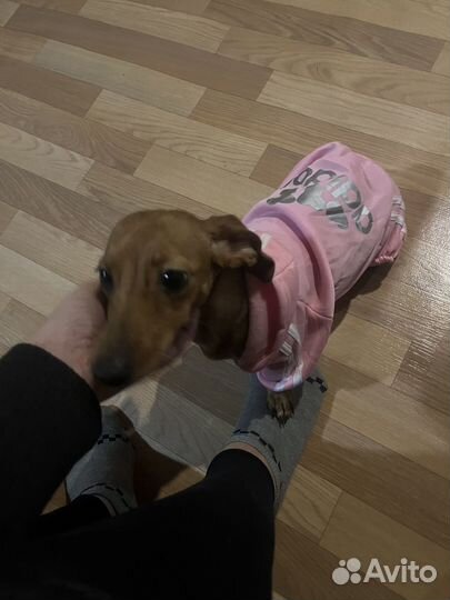 Карликовая такса