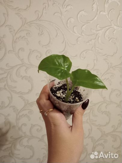 Алоказии