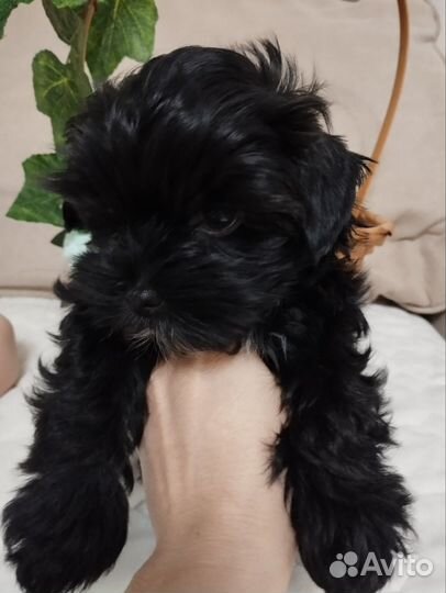 Цветные йорки