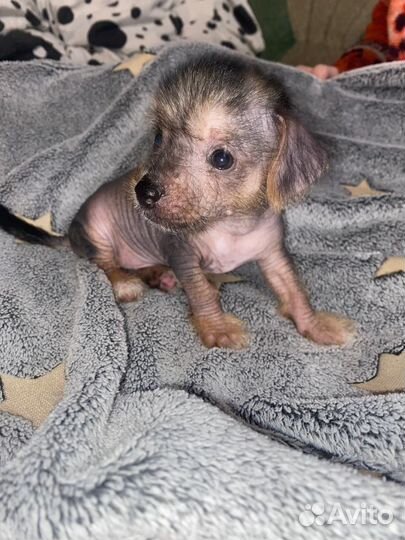 Маленькая собака