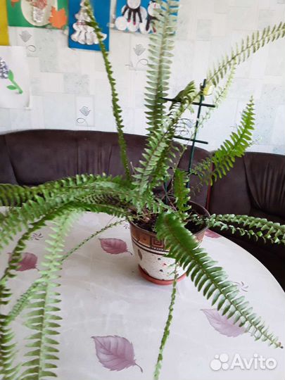 Папоротник комнатный