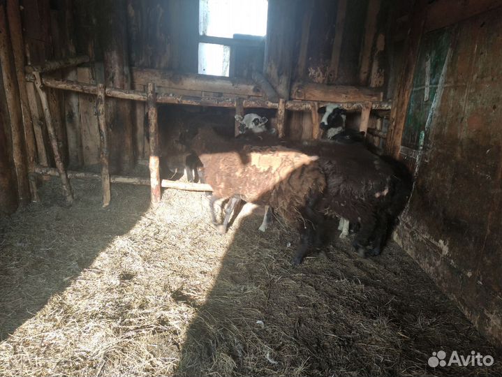 Баран, овцы, телка