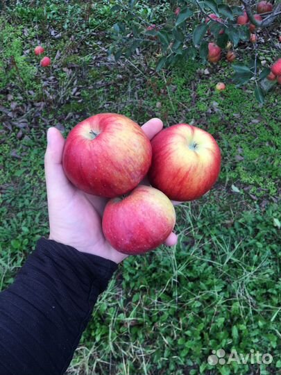 Продам свое