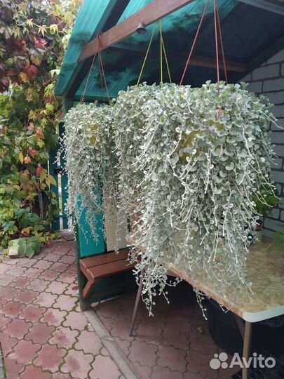 Дихондра Серебряный водопад