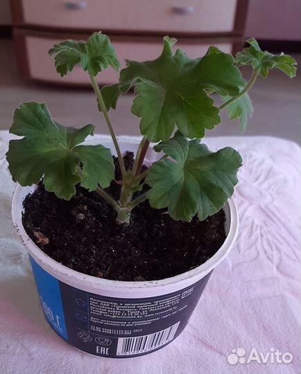 Сортовая пиларгония Леона Галактика