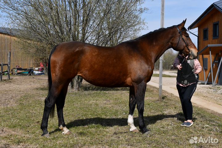 Голштинская кобыла