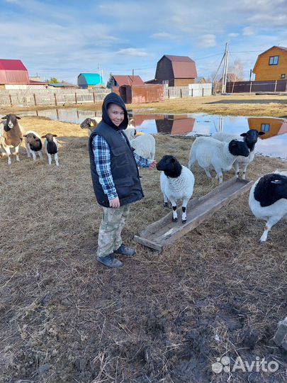 Овцы бараны