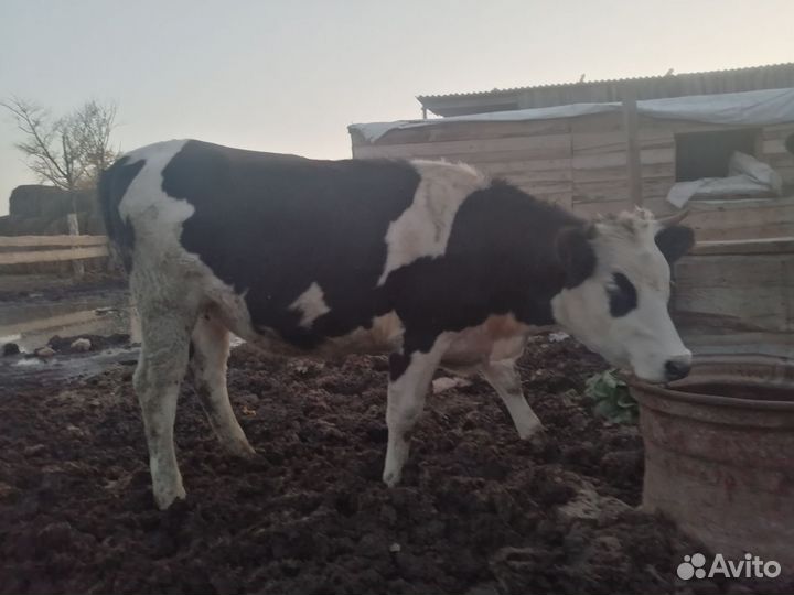 Две тёлки и бык