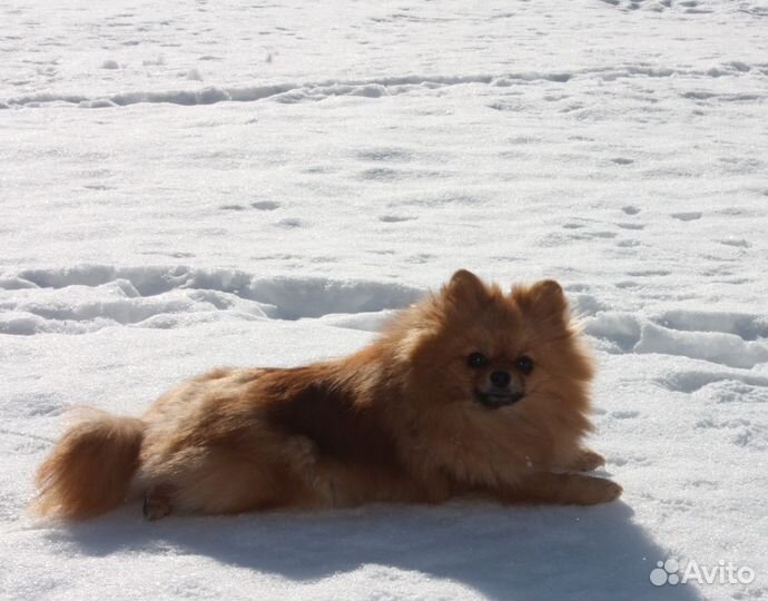 Шпиц девочка и щенки