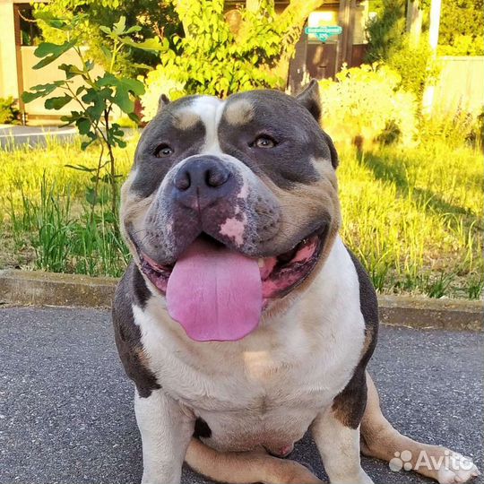 Кобель американский булли для вязки