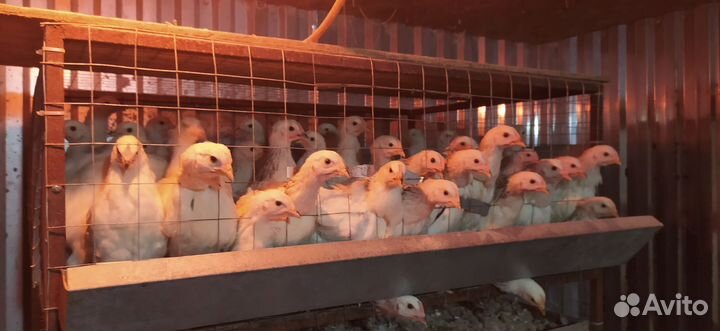 Куры молодки несушки