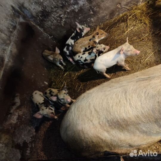 Продаются поросята, можно оптом, папа Кобан