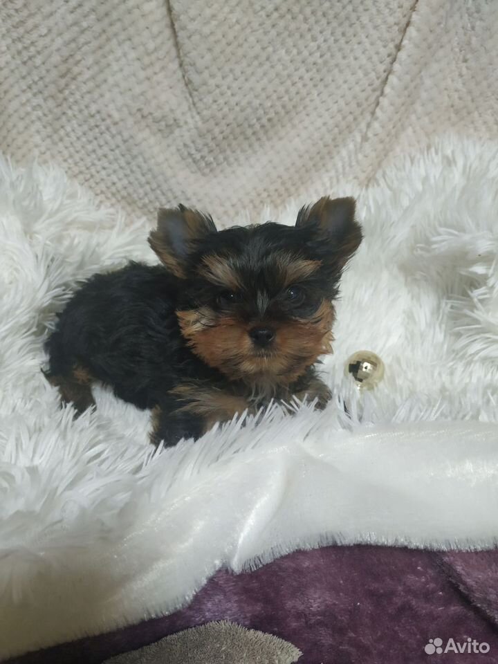 Olx yorkie sale puppies for sale