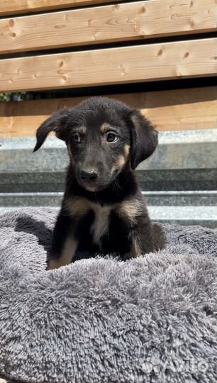 Щенок в добрые руки