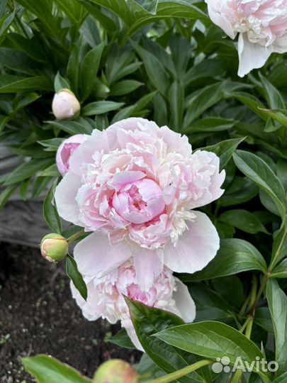 Пионы Розовые