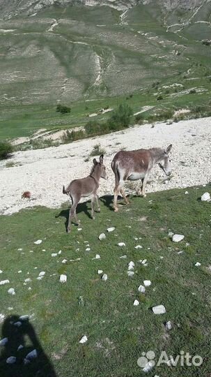 Ишак с ослёнком