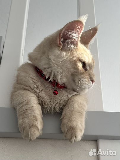Котята мейн-кун вязка
