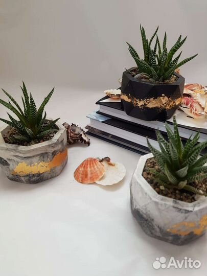 Флорариум суккуленты в гипсовых кашпо