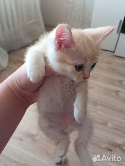 Отдам котят