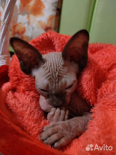 Канадский сфинкс девочка