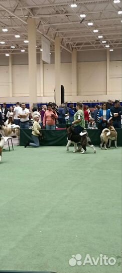 Американская Акита вязка