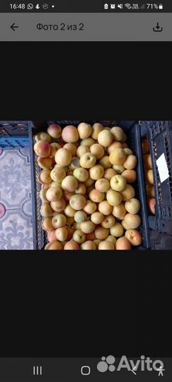 Абрикос свежий местный