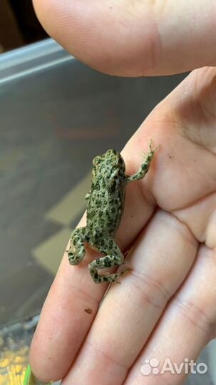 Bufo viridis жаба зеленая