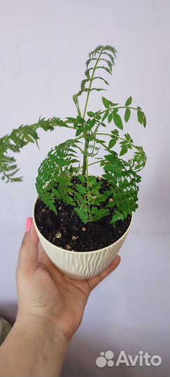 Мимозалистная, жакарда