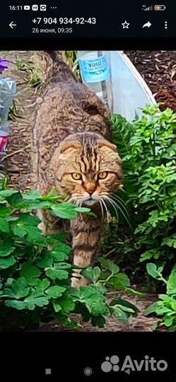 Котята в добрые руки мальчик