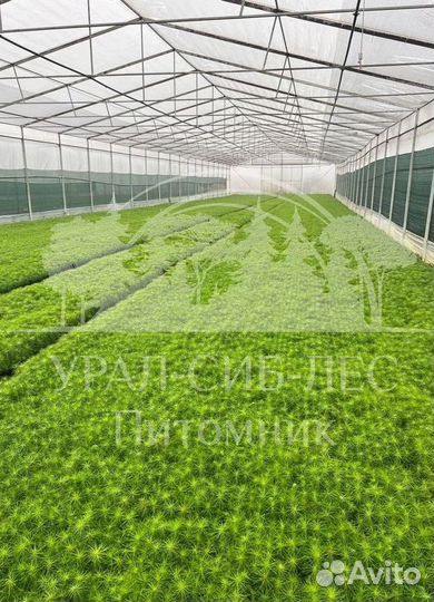 Предзаказ Горная сосна Мугус зкс сеянцы