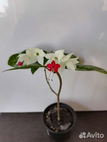 Клеродендрум томпсон